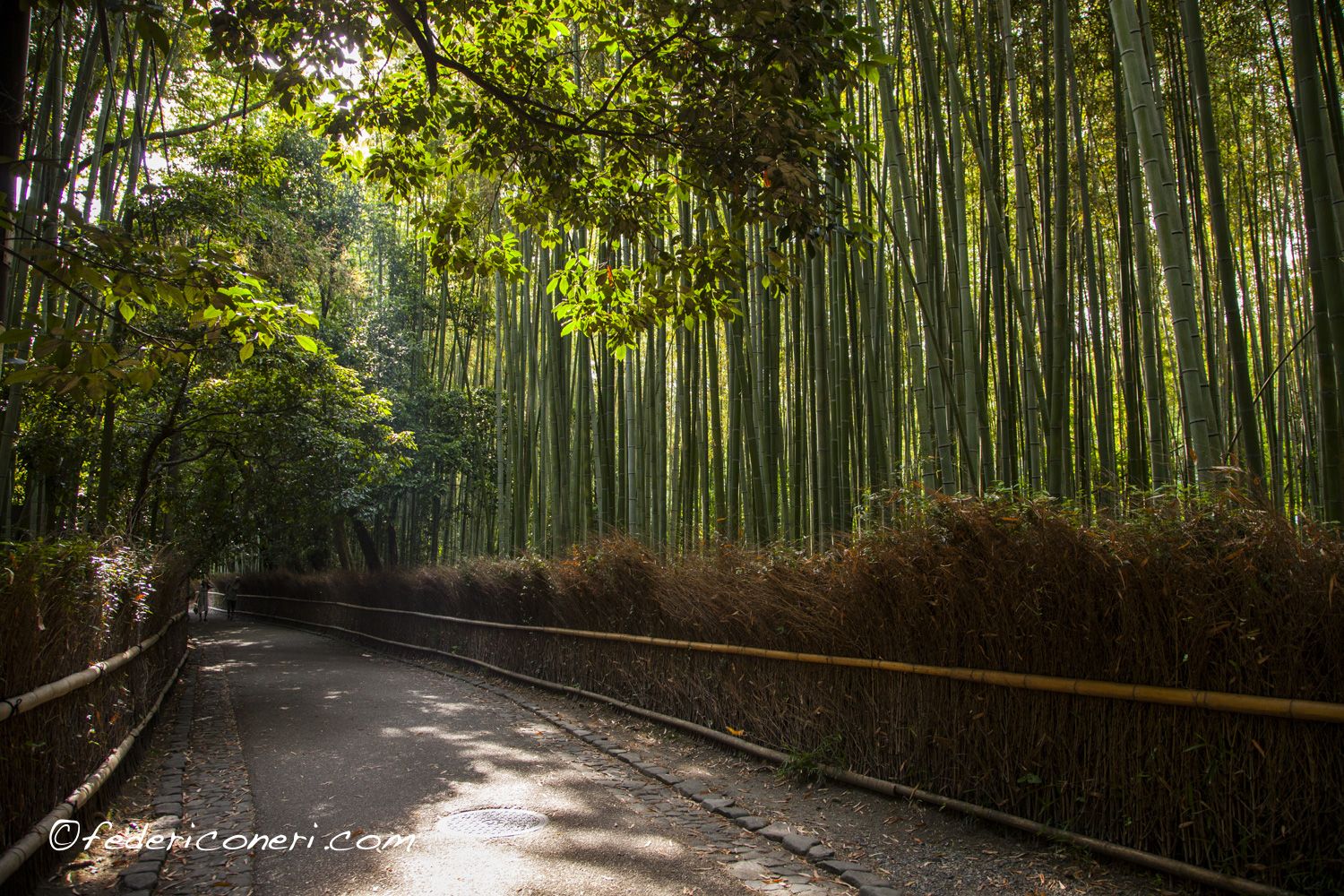 Kyoto, Arashiyama Bamboo Grove