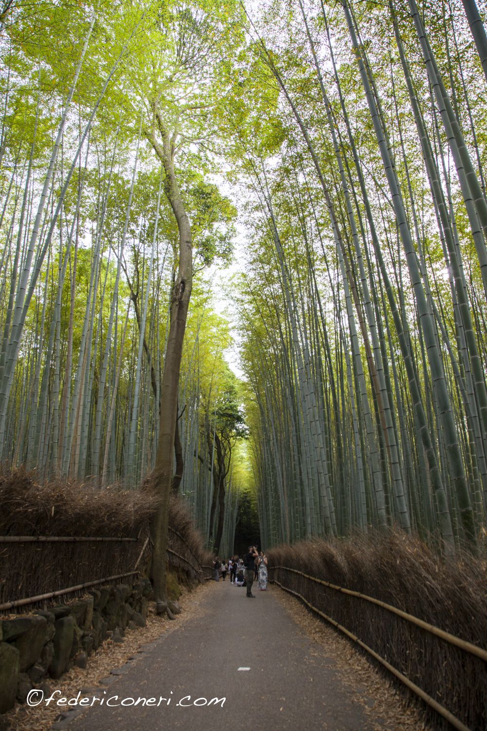 Kyoto, Arashiyama Bamboo Grove