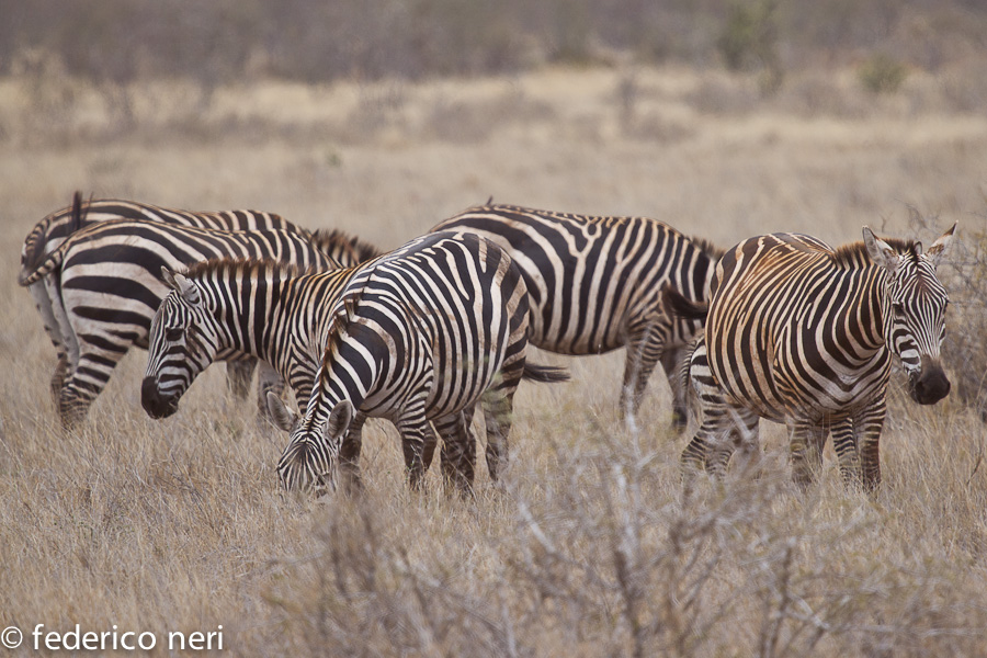 Zebre, Tsavo Est, Kenya