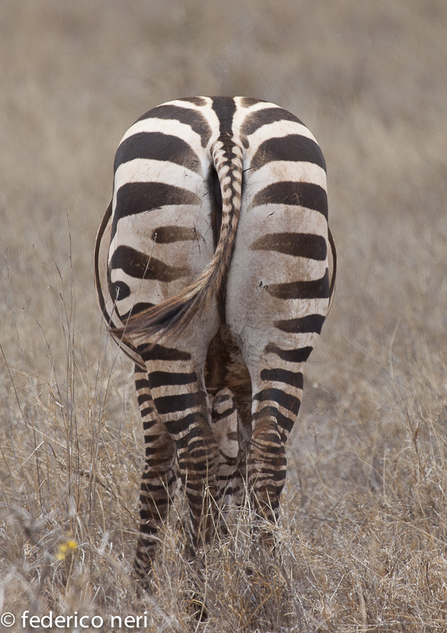 Zebra, Tsavo Est, Kenya