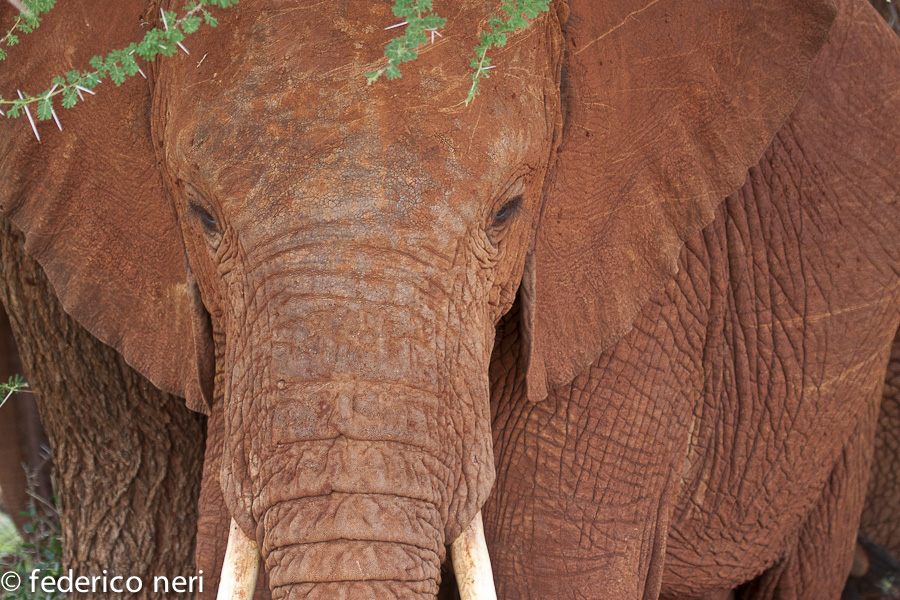 Elefante, Tsavo Est, Kenya