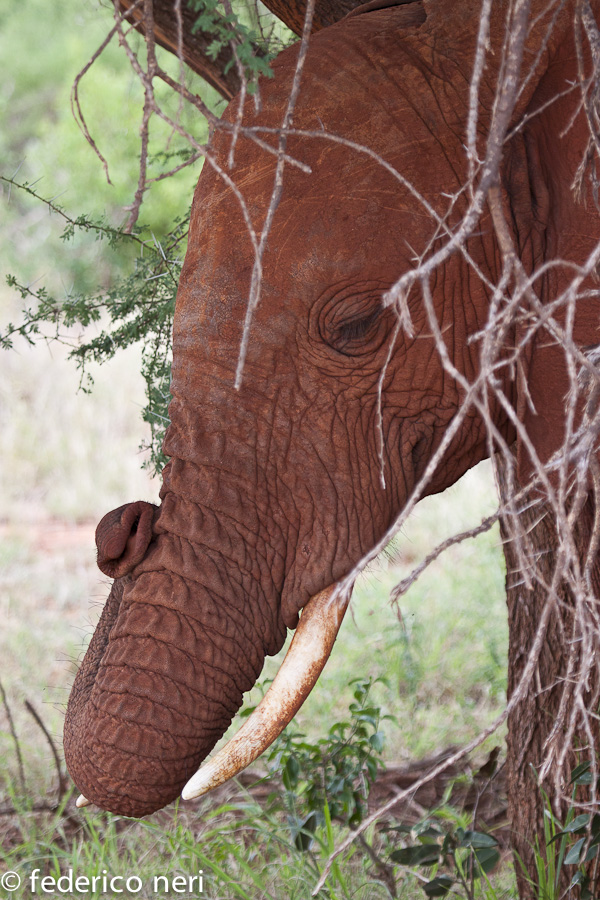 Elefante, Tsavo Est, Kenya