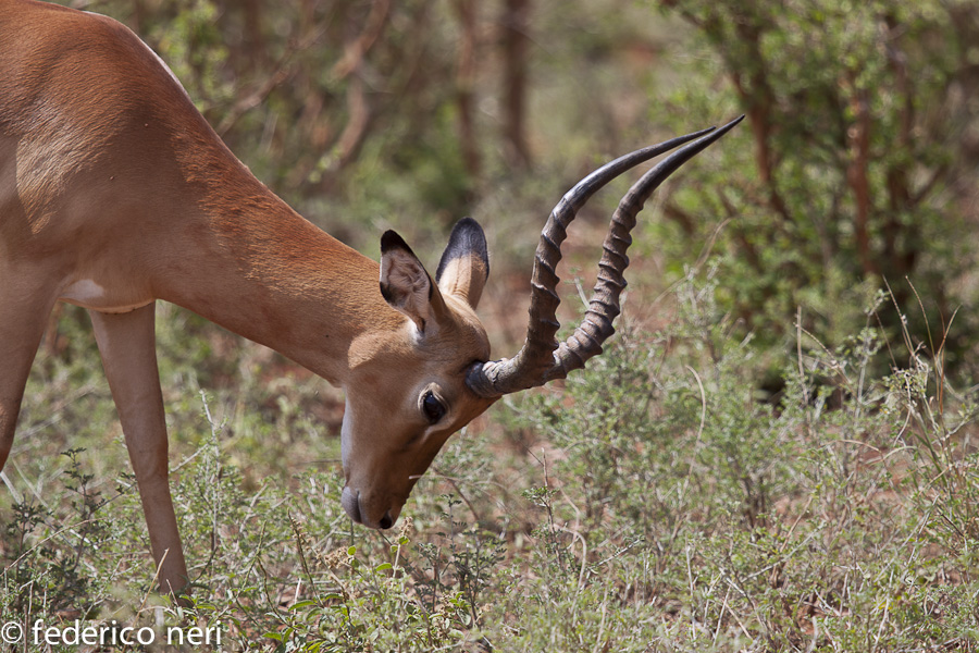 Impala, Tsavo Est, Kenya
