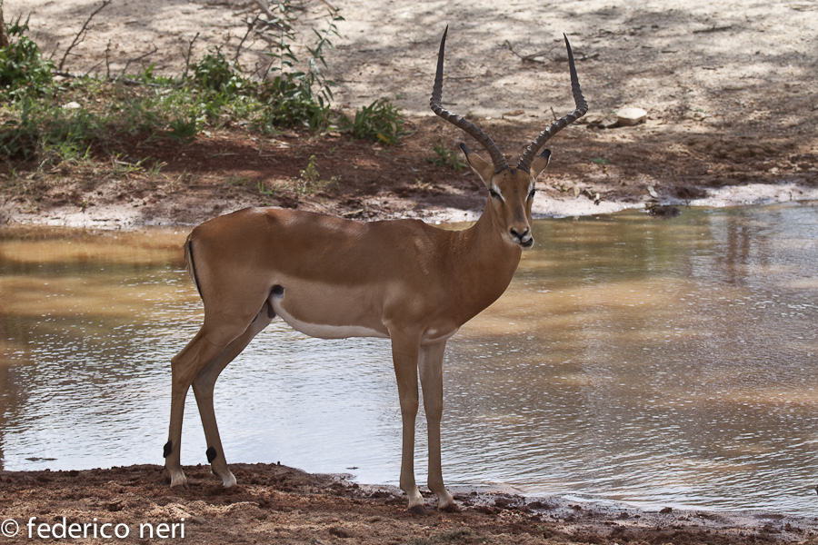 Impala, Tsavo Est, Kenya