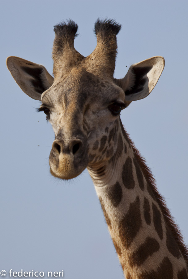 Giraffa, Tsavo Est, Kenya
