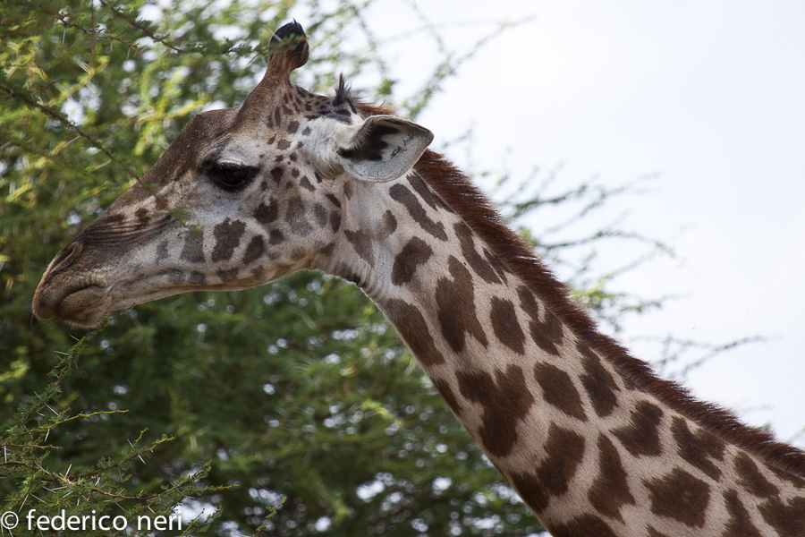 Giraffa, Tsavo Est, Kenya