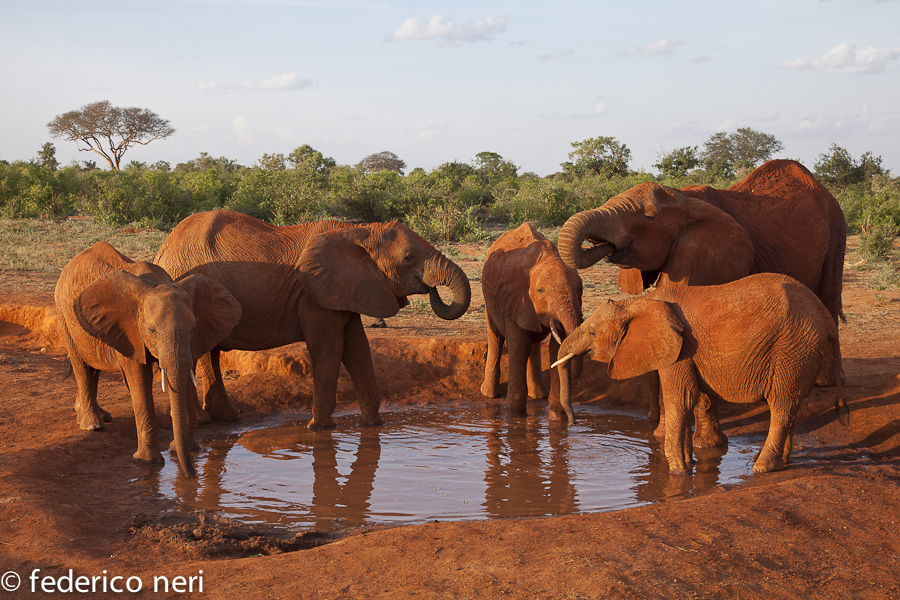 Elefanti, Tsavo Est, Kenya