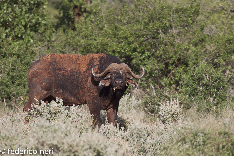 Bufalo, Tsavo Est, Kenya