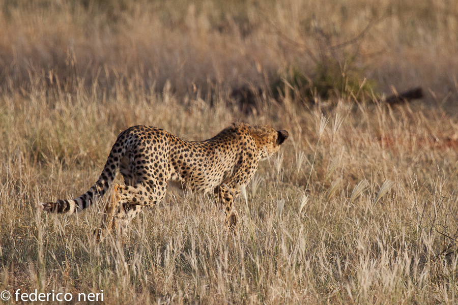 Ghepardo a caccia, Tsavo Est, Kenya