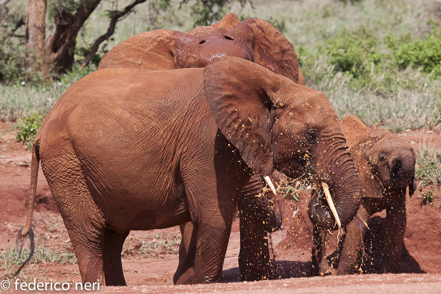 Elefanti, Tsavo Est, Kenya.