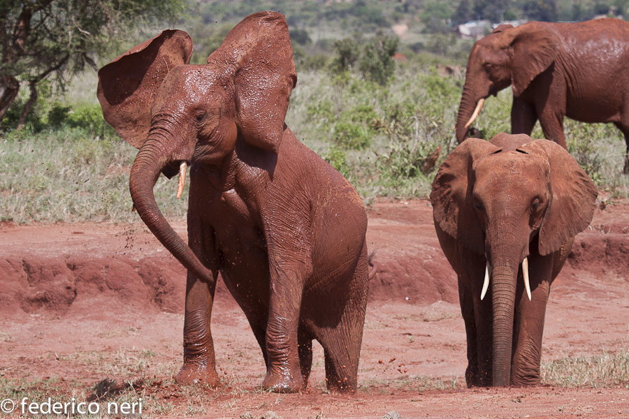 Elefanti, Tsavo Est, Kenya.