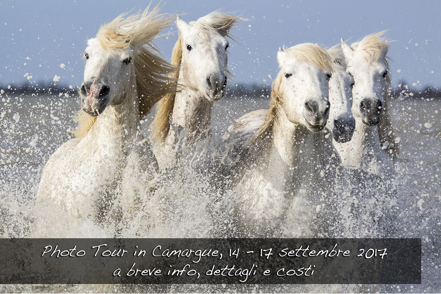 PHOTO TOUR IN CAMARGUE 2017