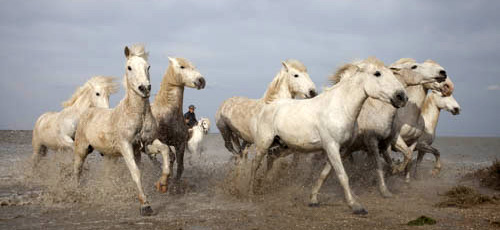 CAMARGUE - 2014 