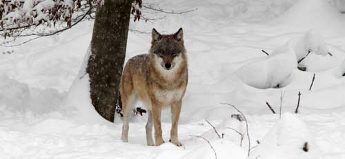BAYERISCHER WALD PARK, GERMANIA - 2010