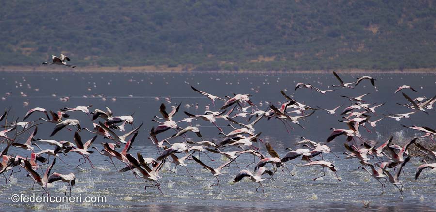 Lake Bogoria National Reserve